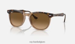adelaars oog gepolijst havana op transparant bruin/bruin XX46DZ249 Heren Ray-Ban zonnebril