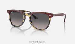 adelaars oog glanzend bordeaux op geel havana/grijs XX46DZ251 Heren Ray-Ban zonnebril