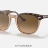 haviksoog gepolijst havana op transparant bruin/bruin XX46DZ172 Heren Ray-Ban zonnebril